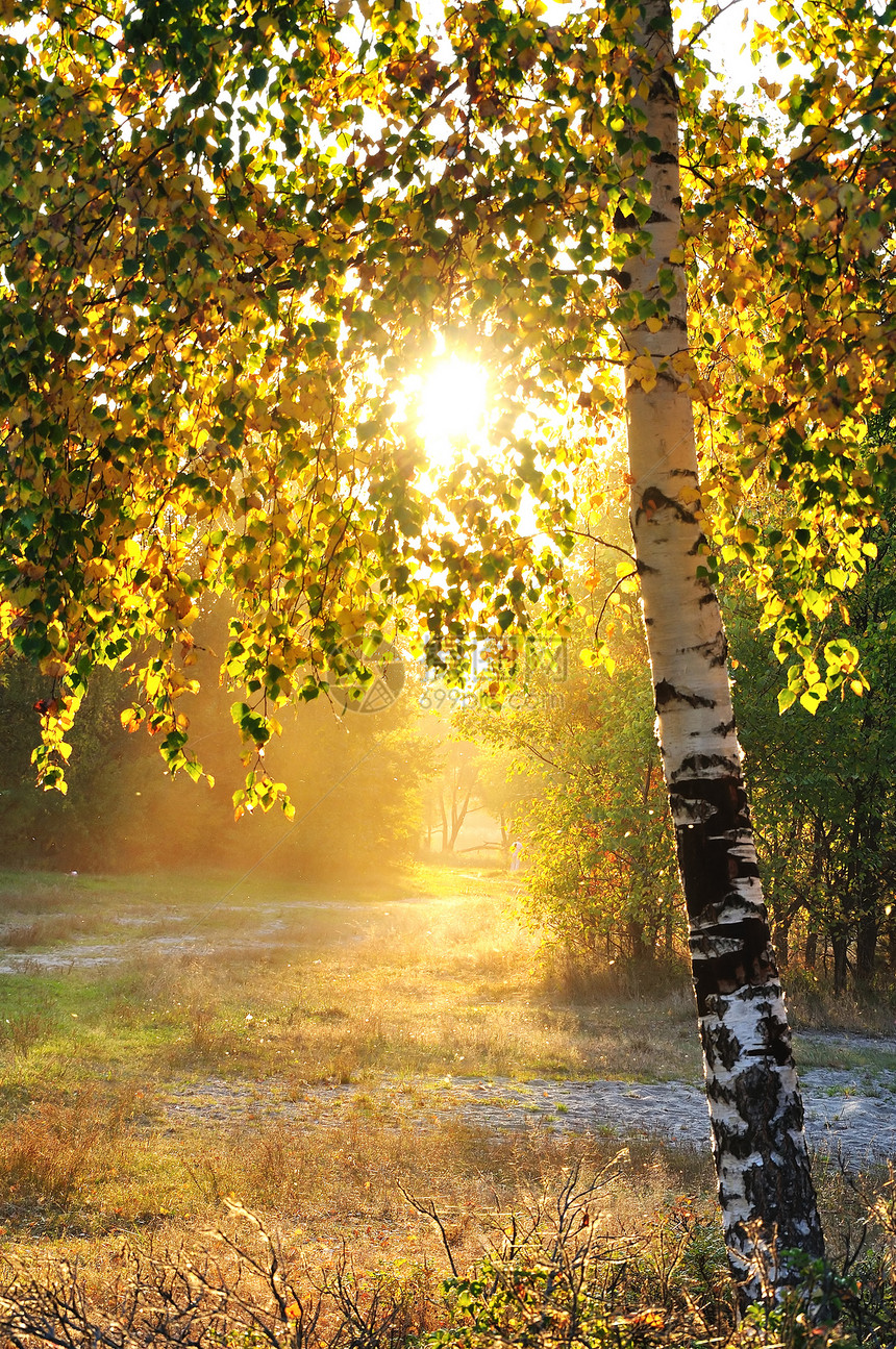 夏林中的树枝阴影环境植物日落生活季节叶子踪迹桦木公园图片