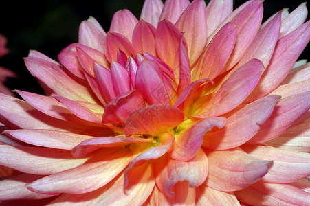 粉红大丽花花园植物群植物花瓣背景图片
