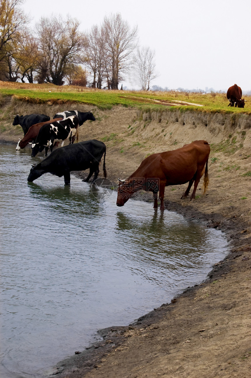 以水为背景的牛群图片