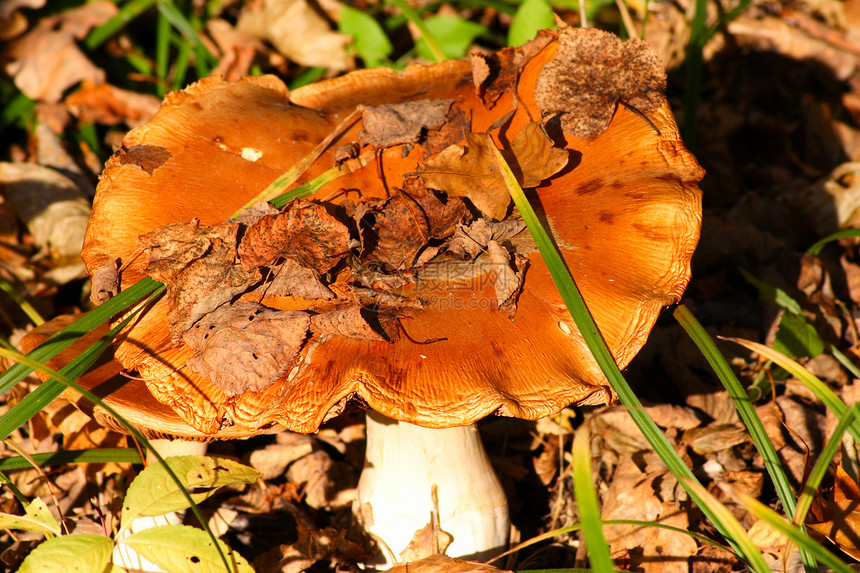 秋天叶子中的蘑菇蔬菜食物孢子荒野公园苔藓木耳森林金子生长图片