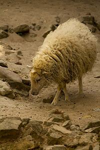羊母羊天空耳朵农场羊肉羊毛哺乳动物农业牧场农村春天高清图片素材