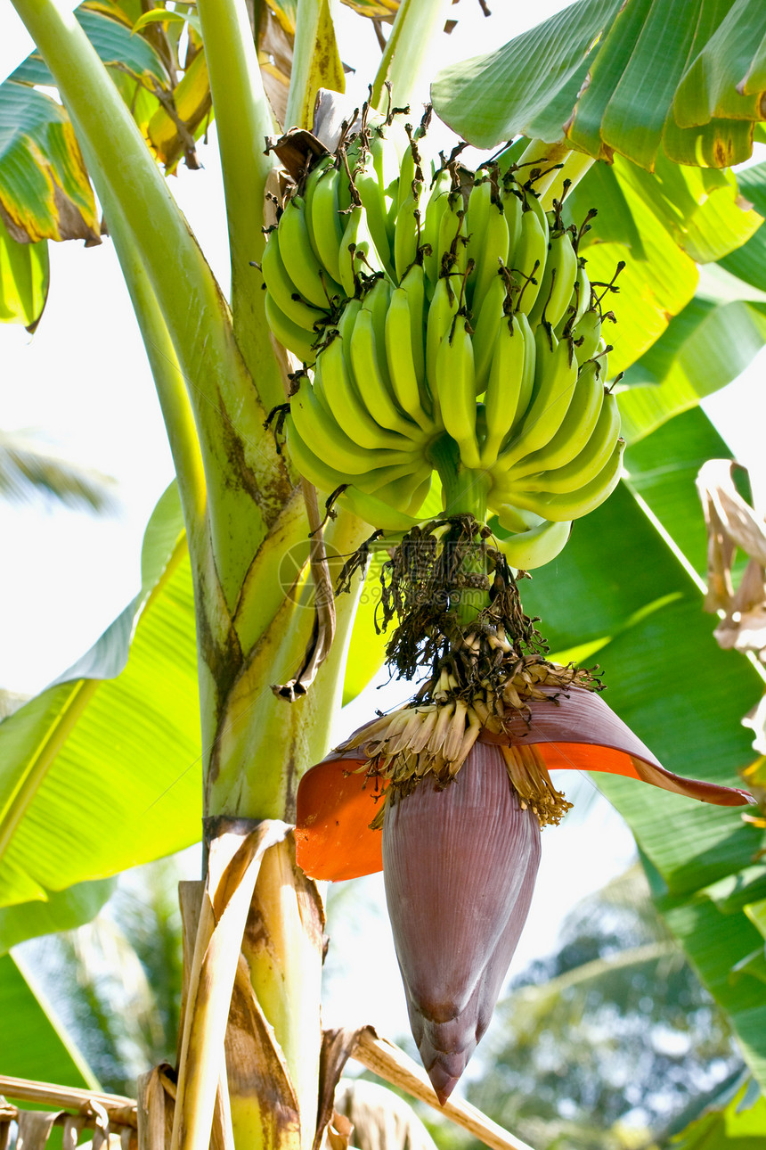 绿香蕉 树上有香蕉花图片