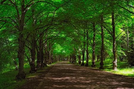 长途公路多叶土地树干绿色环境森林阳光木头叶子小路背景图片