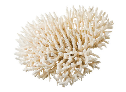 珊瑚珠宝海洋白色背景图片