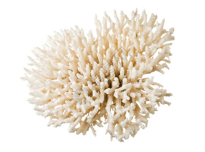 珊瑚白色珠宝海洋背景图片