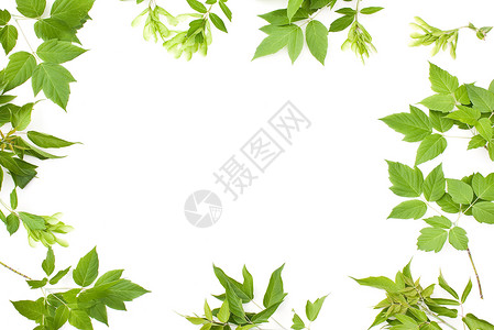 叶叶框架照片白色树叶绿色背景图片