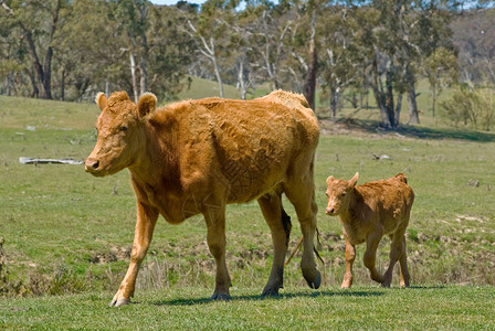 母牛和小牛妈妈国家动物肉牛照片牛肉风光草地农场乡村高清图片