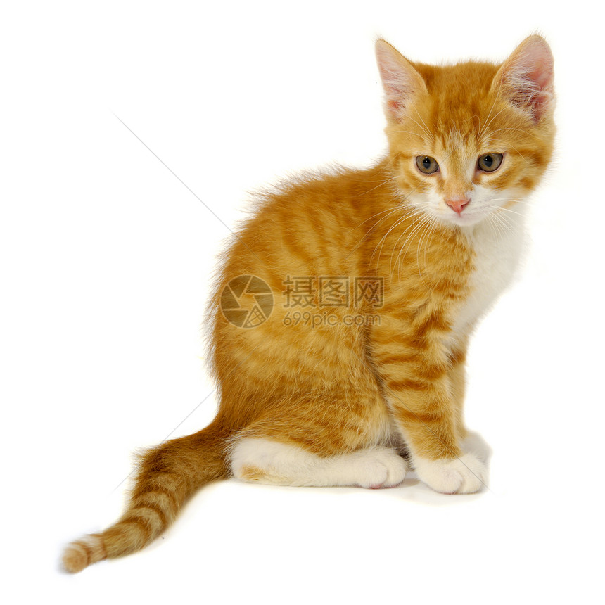 红猫金子动物群猫科宠物橙子姿势红色条纹白色动物图片