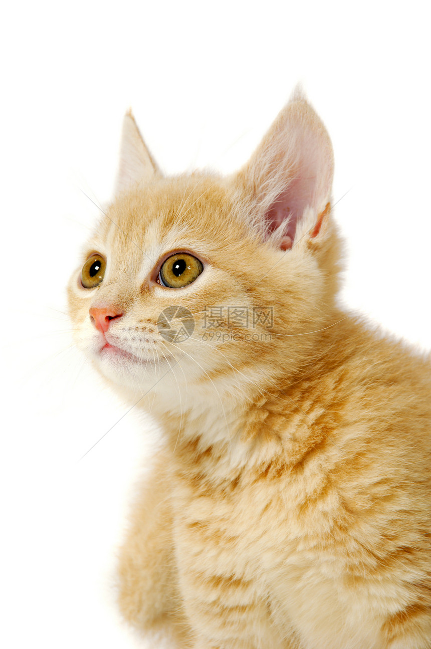 猫咪在看白色眼睛猫科动物群红色动物鼻子条纹姿势宠物图片