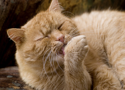 猫类毛皮猫科动物宠物爪子哺乳动物小猫休息背景图片