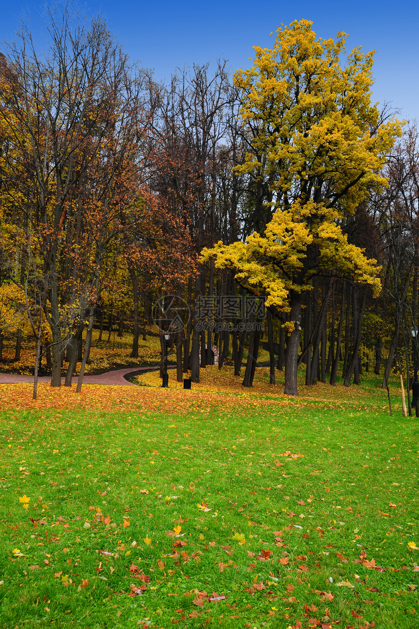 秋季公园蓝色树叶植物红色花园天篷森林绿色地毯天空图片