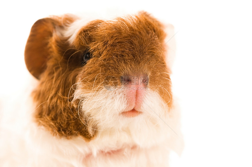 婴儿实验性小猪仓鼠白色红色爪子哺乳动物毛皮鼻子宏观工作室宠物图片