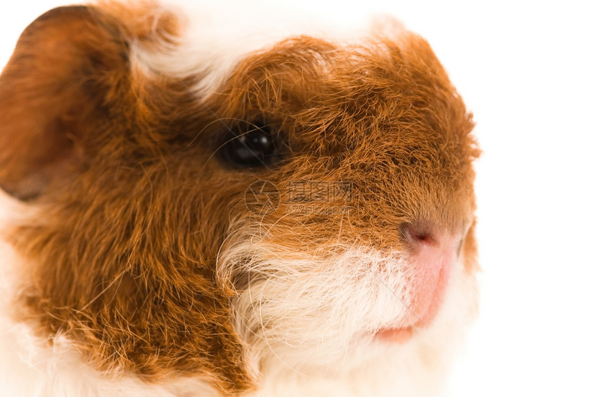 婴儿实验性小猪棕色动物哺乳动物红色耳朵爪子鼻子胡须宠物食物图片