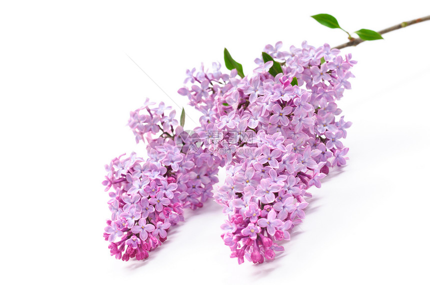 白色背景的紫花朵紫色花瓣衬套植物工作室绿色树叶花束生活季节图片