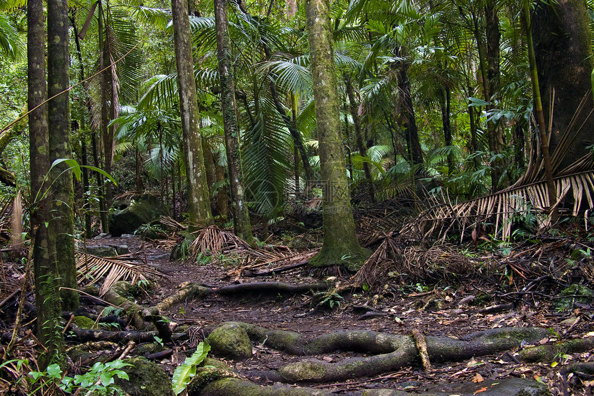 雨林风景森林国家荒野树木公园照片植物图片