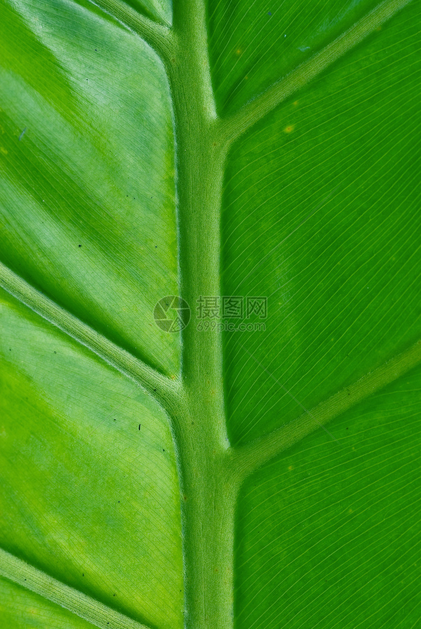 绿棕榈叶绿色宏观静脉环境花园植物叶子图片