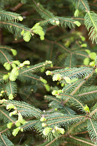 松树的详情叶子枝条云杉分支机构植物植物群针叶绿色背景图片