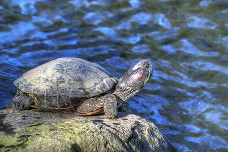池塘旁的乌龟日光浴背景图片