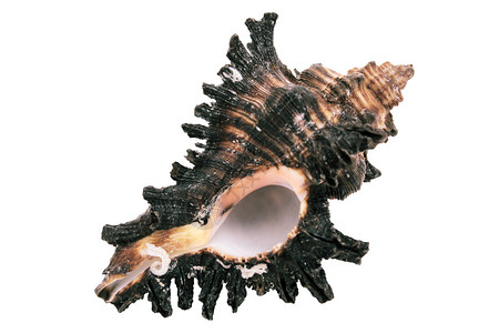 孤立海壳灰色螺旋假期工艺蜗牛白色漩涡生活宏观海洋背景图片