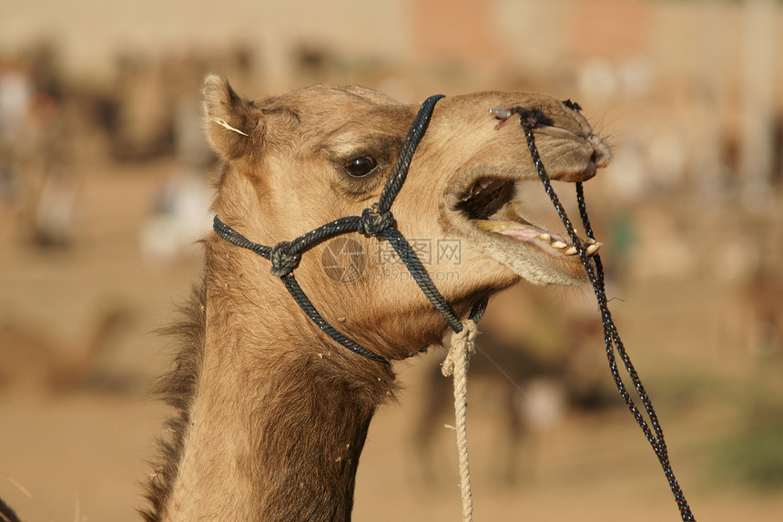 骆驼对话图片