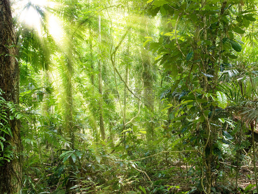 雨林中的阳光荒野森林射线树蕨横梁太阳光线植物世界遗产环境图片