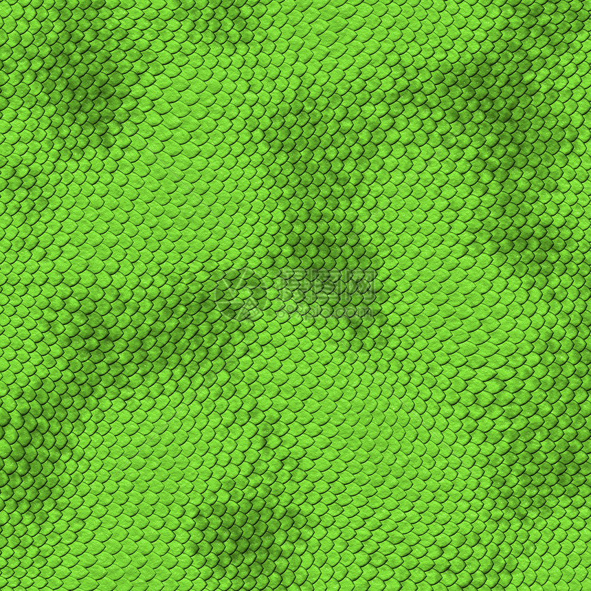 绿色蛇皮图片