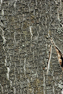 树背树皮背景材料森林树干环境植物皮肤木材棕色公园背景图片