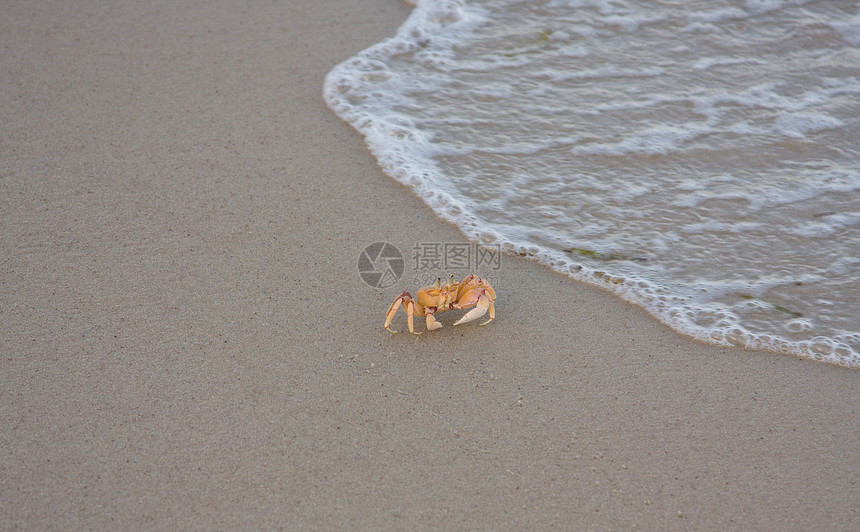螃蟹海滨食物海岸动物爪子支撑海洋生物盐水贝类热带图片