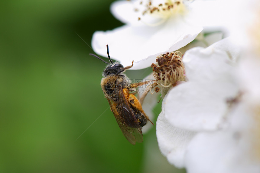 蜜蜂植物场景黄色翅膀飞行园艺花粉宏观蜂蜜花瓣图片