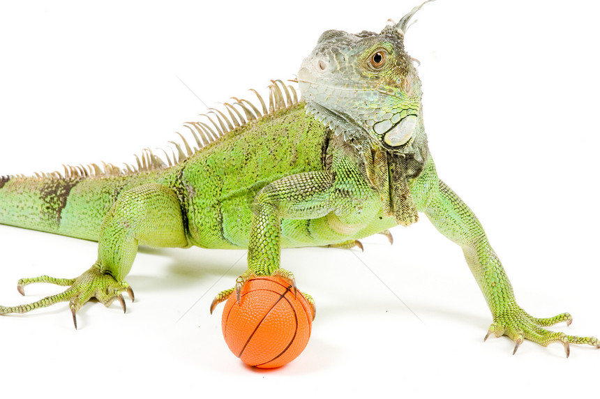 蜥蜴在打篮球图片