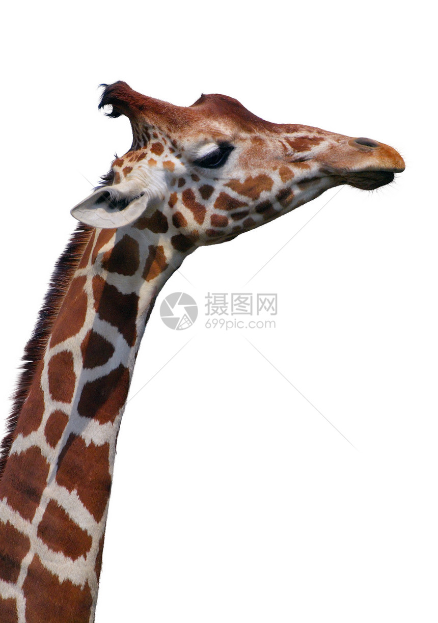 吉拉菲野生动物棕色文化斑纹斑点耳朵白色荒野热带动物园图片