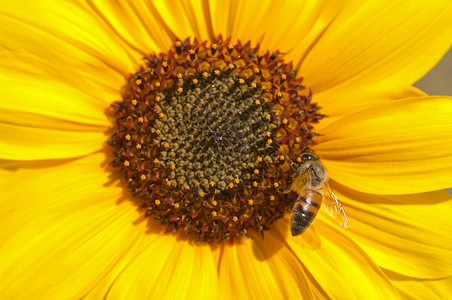 完美向日葵上的蜜蜂背景图片