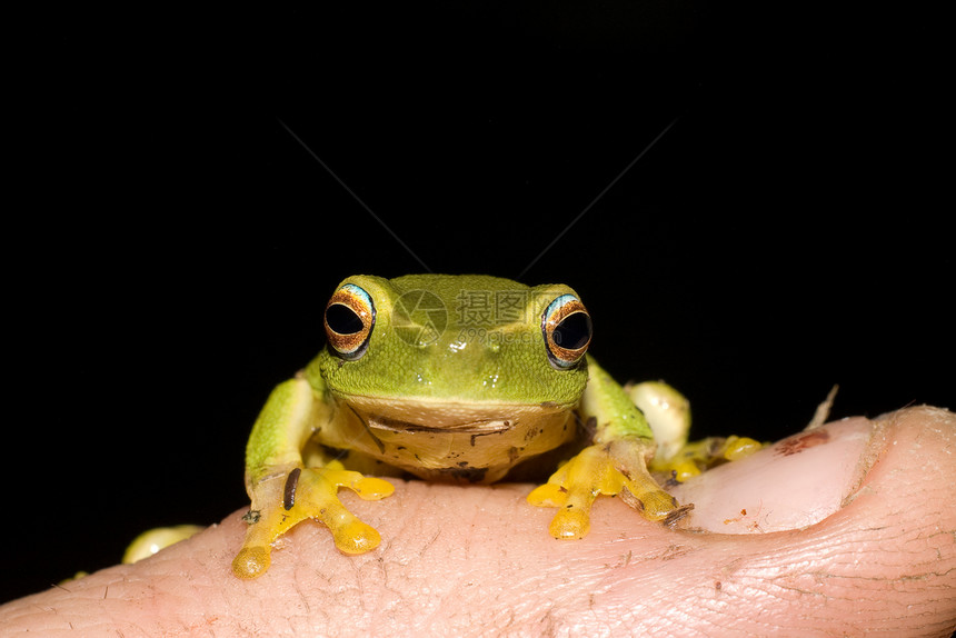 手指上的小青蛙图片