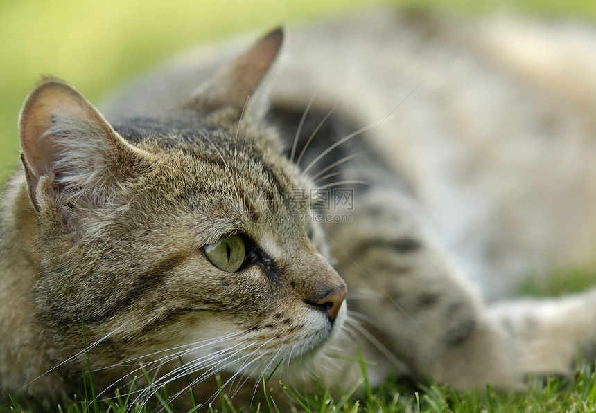 选项卡猫动物猫科野猫宠物图片