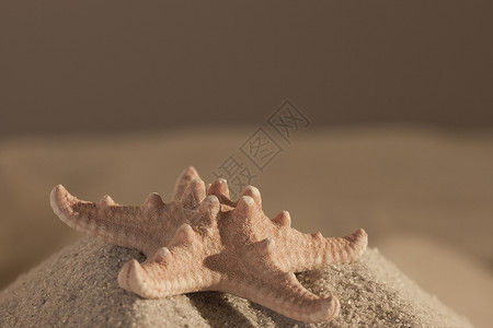 海星动物生物学螺旋棕色背景图片
