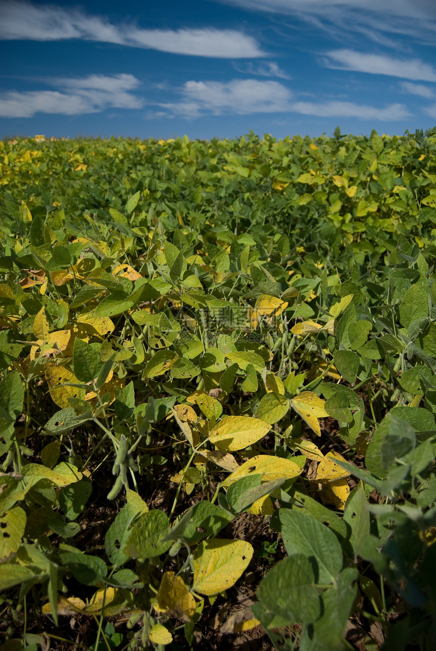 黄豆蓝色农田生物学种植园种子环境天空植物植被粮食图片