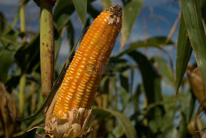 玉米作物食物水果种植园植物群农学家生物学树叶蔬菜蓝色粮食图片