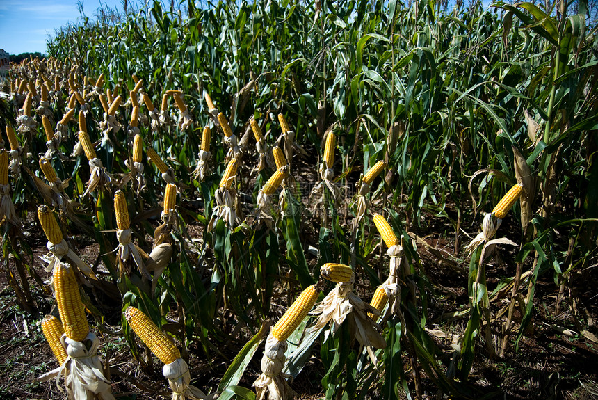 玉米作物天空生物学植物环境树叶植被农田水果农场农学家图片