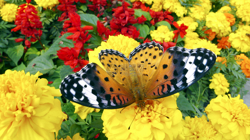 蝴蝶和鲜花自然天线花园昆虫荒野黄色漏洞橙子红色动物图片