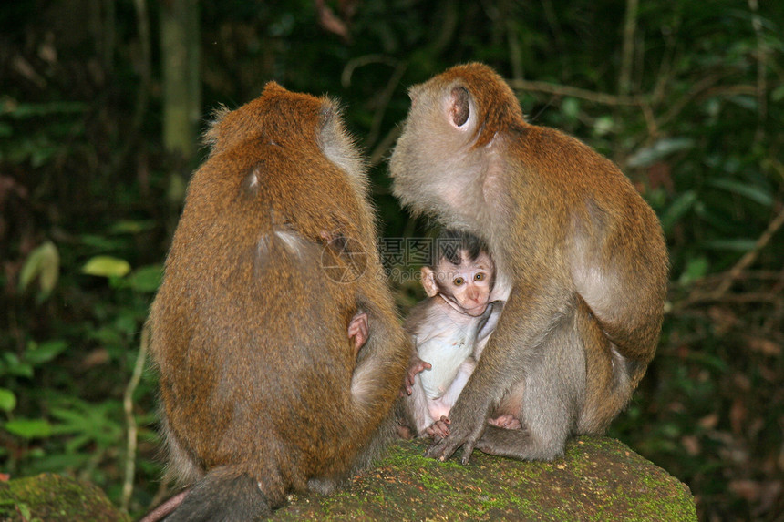 Macaque 猴子孩子情调猕猴公园树木丛林隐藏红树国家旅行图片