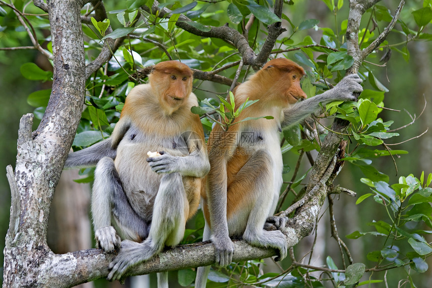 原磷猴异国情调团体旅行隐藏民族红树跳跃鼻子丛林图片