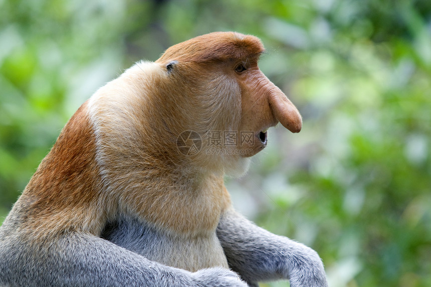 蛋白质猴子跳跃公园民族红树隐藏鼻子旅行情调树木异国图片