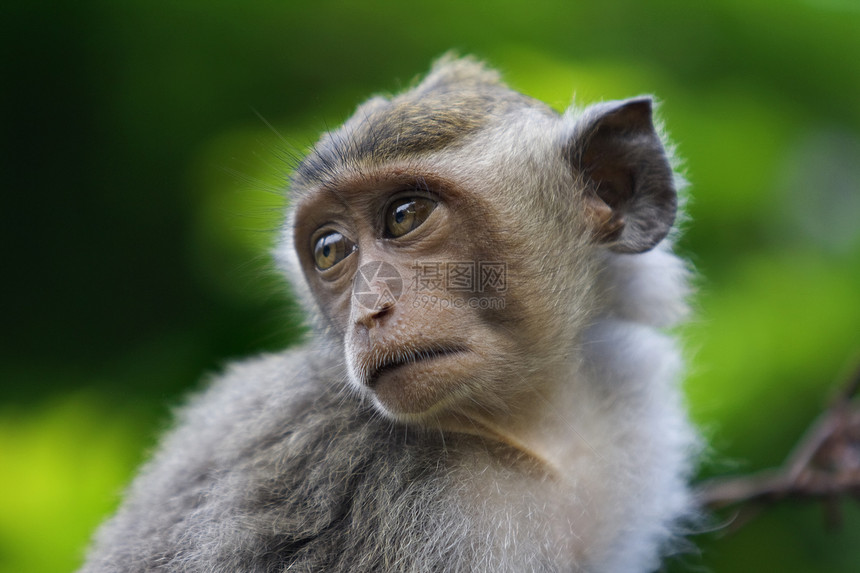 Macaque 猴子树木情调隐藏红树公园猕猴婴儿丛林异国孩子图片