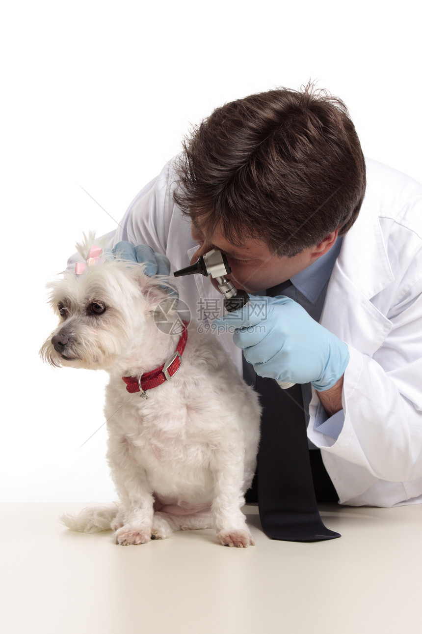 消食检查狗男人耳镜动物犬类考试畜牧业衣领耳朵成人职业图片