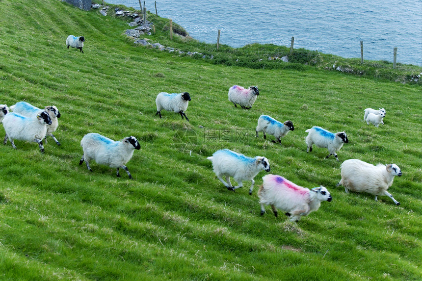 爱尔兰绵羊场景牧场海洋内存绿色土地草地场地农场农村图片