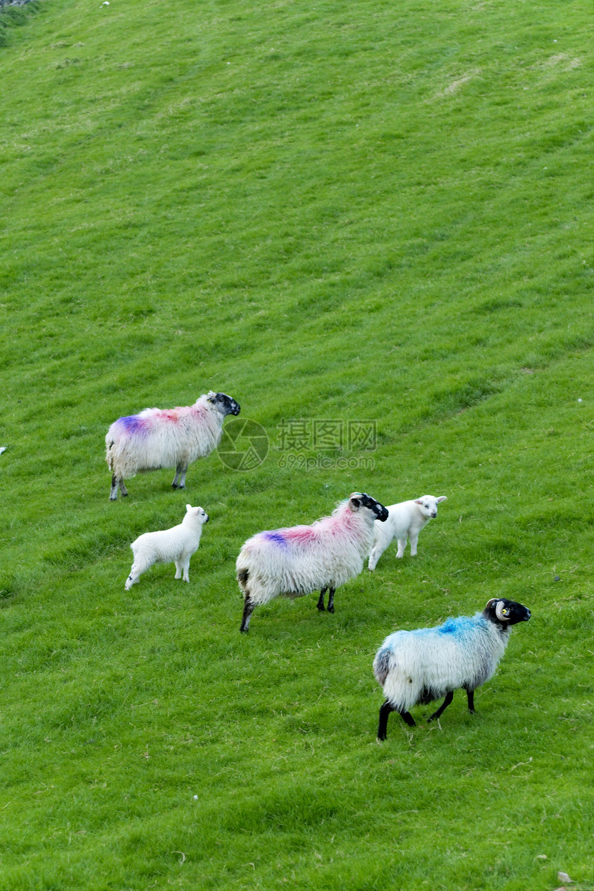 爱尔兰绵羊海洋内存草地农场土地农村绿色场景白色动物图片