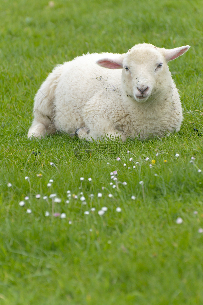爱尔兰绵羊爬坡农业白色场地乡村绿色农场场景内存土地图片