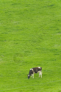 爱尔兰牧场牛牛放牧草地牛肉牧场场地农业场景农田农村天空蓝色背景