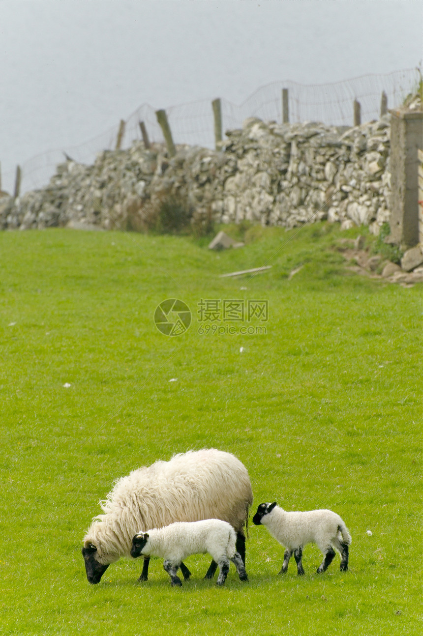 爱尔兰绵羊场地草地农场牧场土地内存白色动物绿色农村图片