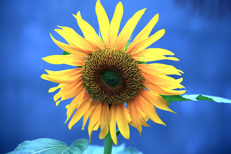 植物 向日葵农作物收成菊花太阳播种机背景图片